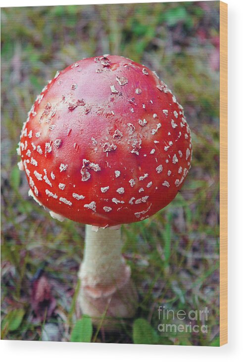 Nature Wood Print featuring the photograph Wild Red Mushroom by Nina Silver