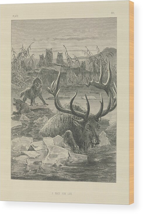 A Race For Life Wood Print featuring the photograph Wolves Hunting A Stag by Natural History Museum, London/science Photo Library
