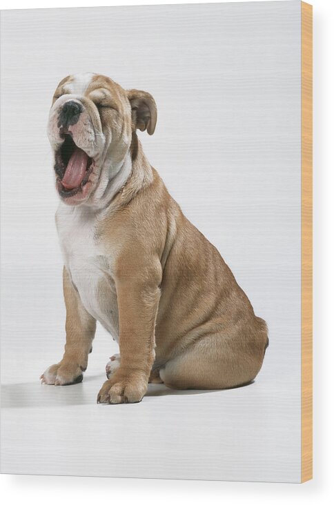 Dog Wood Print featuring the photograph Yawning Bulldog Puppy by John Daniels
