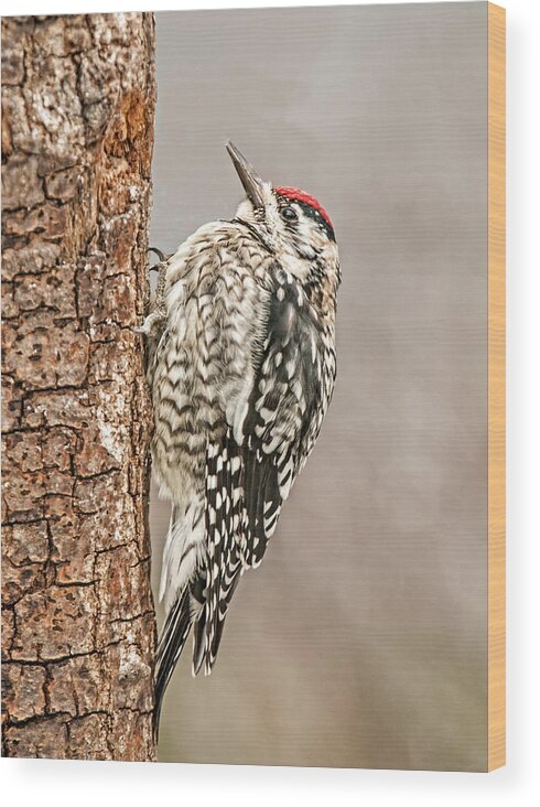 Yellow Bellied Sapsucker Wood Print featuring the photograph Yellow Bellied Sapsucker by Lara Ellis