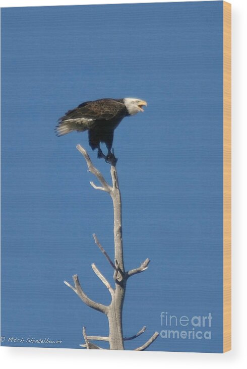 Bird Wood Print featuring the photograph Young Eagle by Mitch Shindelbower