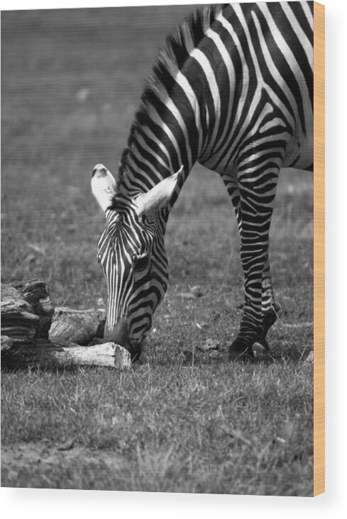 Zebra Wood Print featuring the photograph Zebra by Tracy Winter