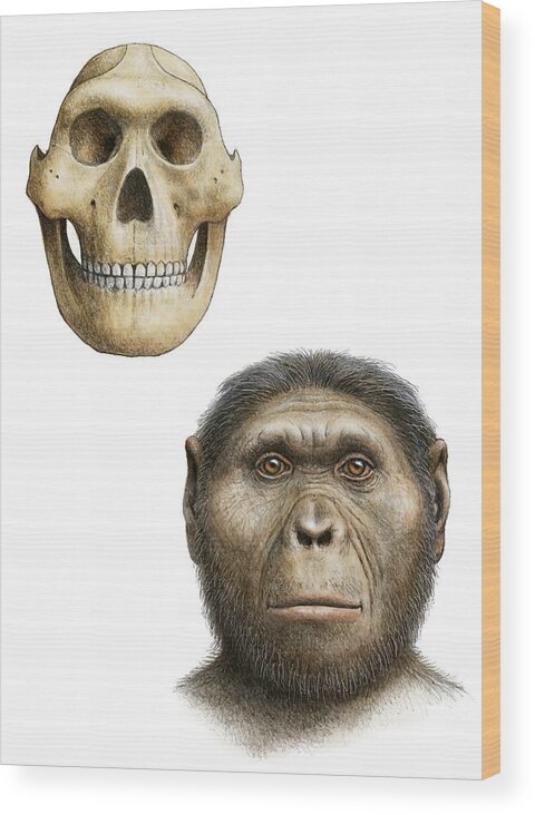 Australopithecus Robustus Wood Print featuring the photograph Paranthropus Robustus by Mauricio Anton