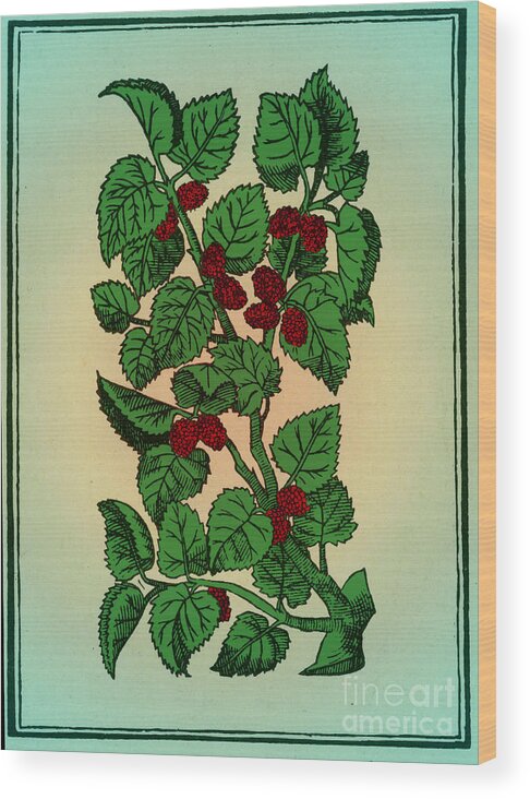 Red Mulberry Wood Print featuring the photograph Red Mulberry #3 by Science Source