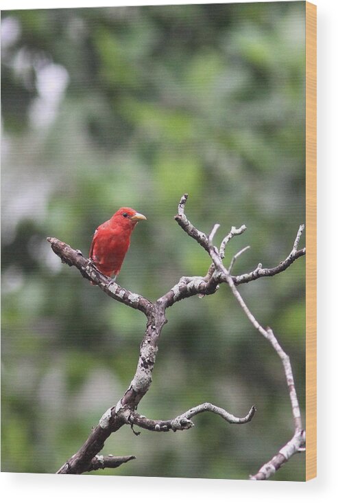 Summer Tanager Wood Print featuring the photograph Summer Tanager #1 by Travis Truelove