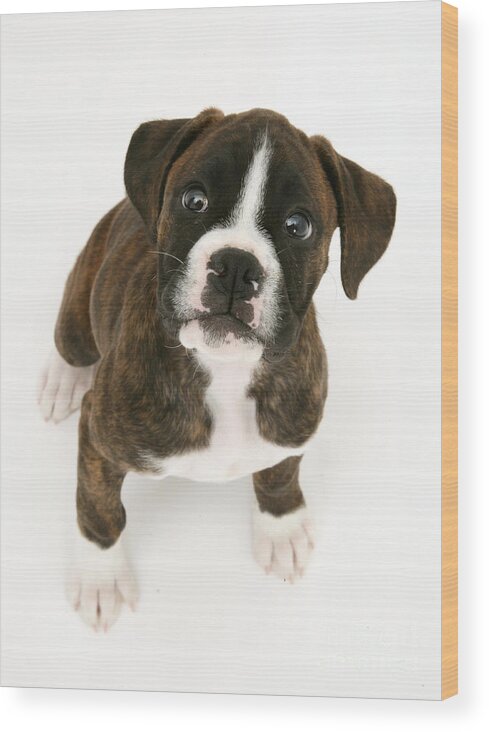 Animal Wood Print featuring the photograph Brindle Boxer Pup #3 by Jane Burton
