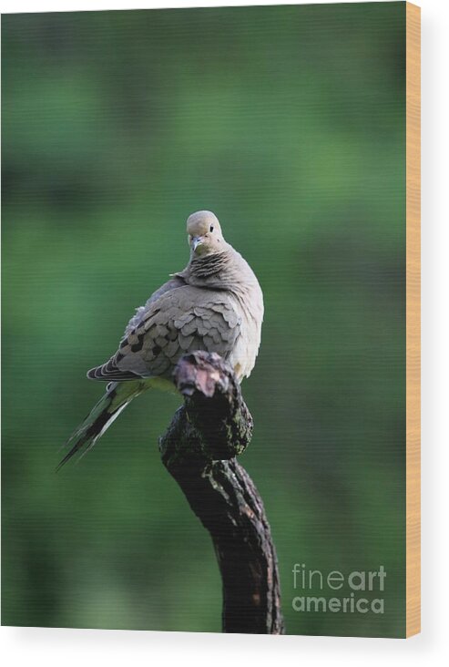 Nature Wood Print featuring the photograph Mourning Dove #32 by Jack R Brock