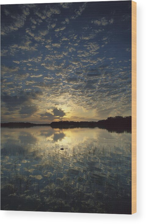 00175045 Wood Print featuring the photograph American Alligator In Nine Mile Pond by Tim Fitzharris