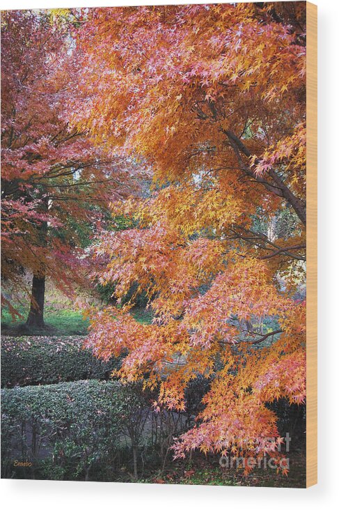 Momiji Wood Print featuring the photograph Autumn Momiji by Eena Bo