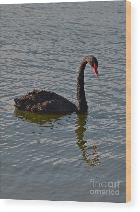 Swan Wood Print featuring the photograph Black Swan by Carol Bradley