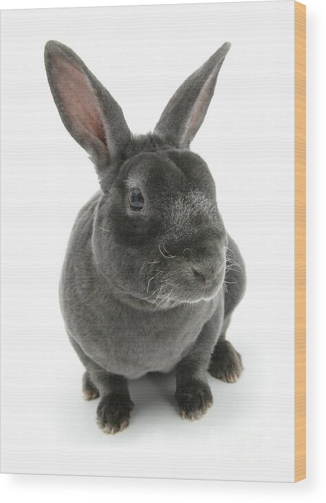 Blue Rex Rabbit Wood Print featuring the photograph Blue Rex Rabbit by Jane Burton