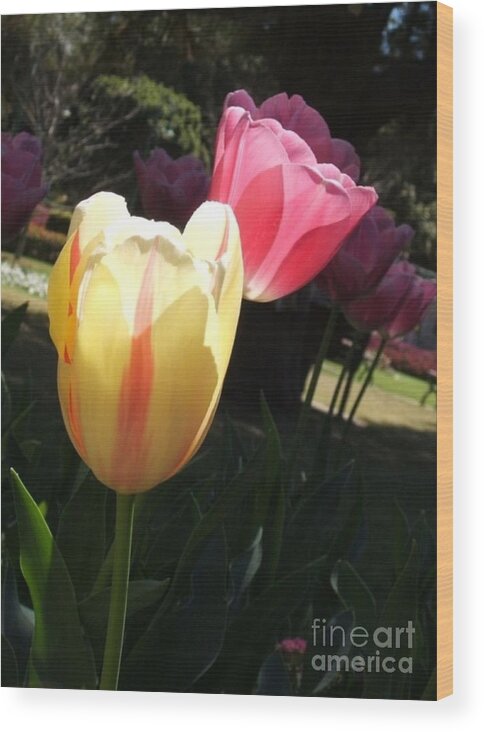 Tulips Wood Print featuring the photograph Dance of the Tulips by Therese Alcorn