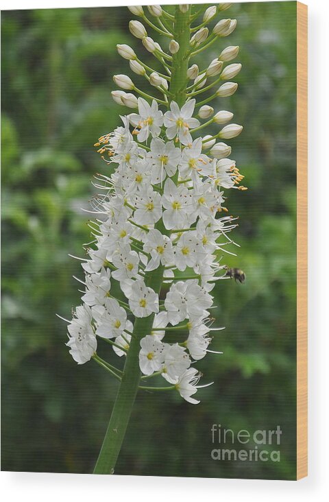 Nature Wood Print featuring the photograph Foxtail Lily by Tatyana Searcy