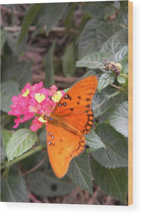 Gulf Fritillary Butterfly At Work Wood Print featuring the photograph Gulf Fritillary Butterfly at Work by Warren Thompson