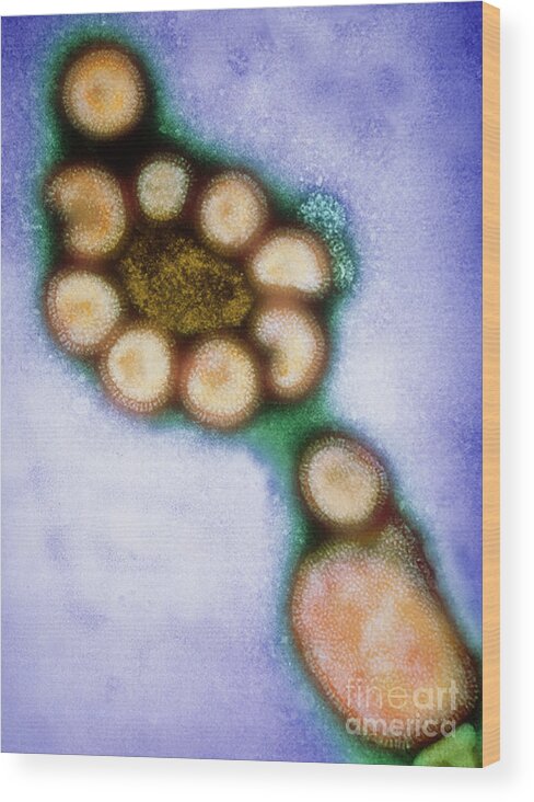 Influenza Virus Wood Print featuring the photograph Hong Kong Flu Viruses by Science Source