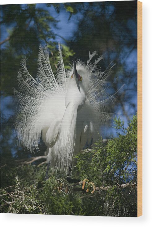 Ardea Alba Wood Print featuring the photograph In Plumage by Wade Aiken