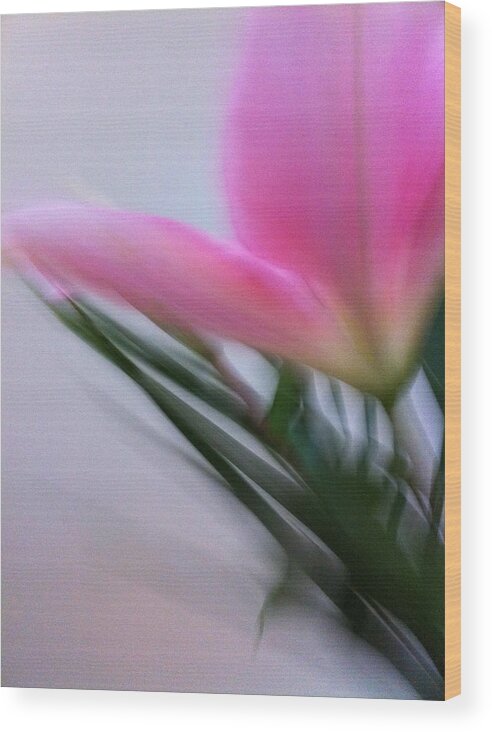 My Moving Portrait Of A Pink Lily. Wood Print featuring the photograph Lily in Motion by Kathy Corday