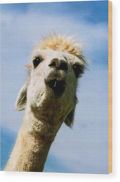 White Llama Wood Print featuring the photograph Llama by Jean Noren