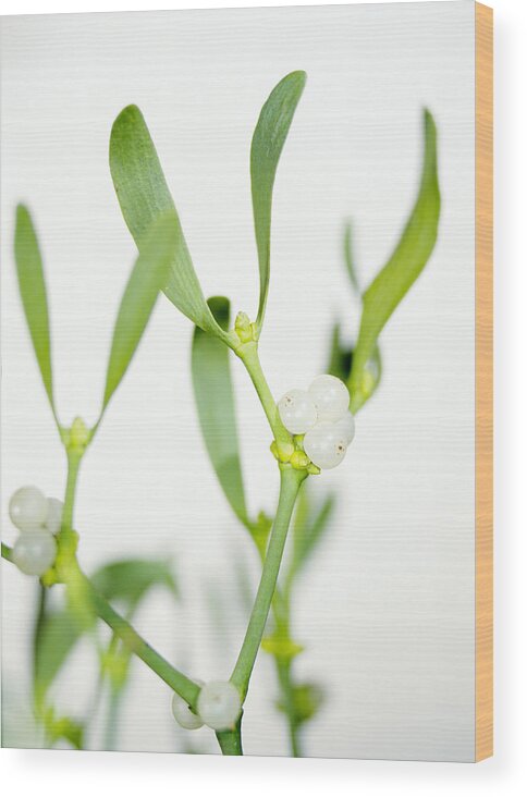 Viscum Album Wood Print featuring the photograph Mistletoe Sprigs by Lawrence Lawry