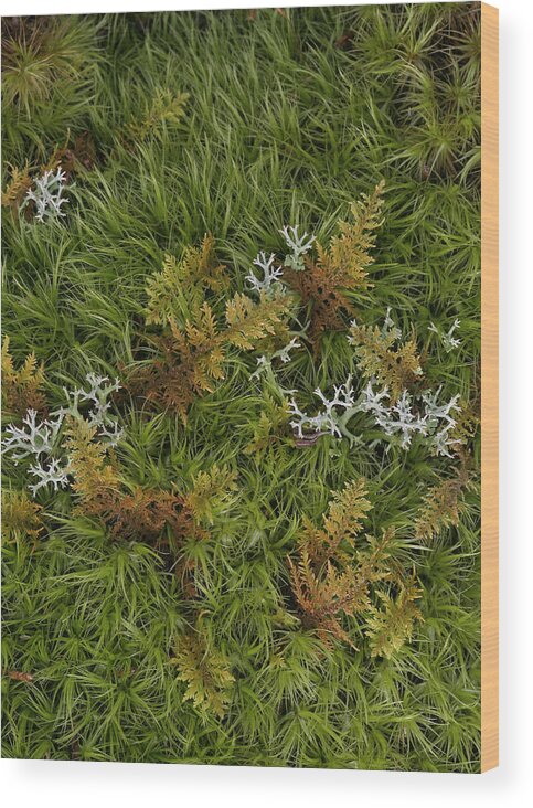 Bryophyta Wood Print featuring the photograph Moss And Lichen by Daniel Reed
