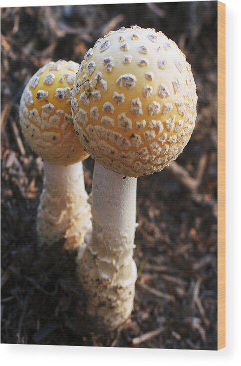 Mushroom Wood Print featuring the photograph Mushroom Couple by Frank Winters