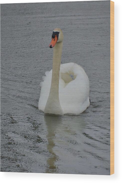 Waterfowl Wood Print featuring the photograph Mute Swan by Bill Hosford