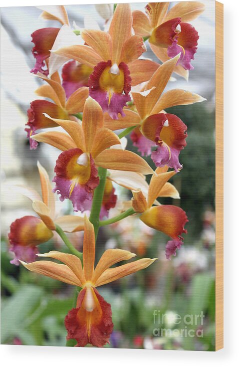 Orchid Wood Print featuring the photograph Orange Orchids by Debbie Hart