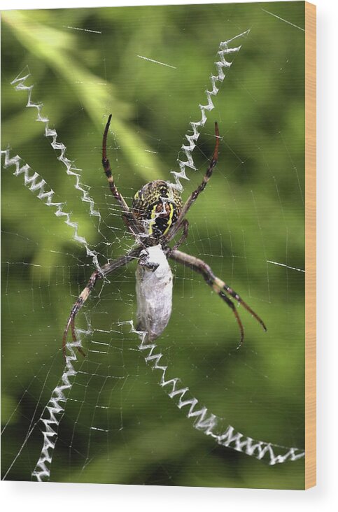 Spider Wood Print featuring the photograph Orb Weaver by Joy Watson