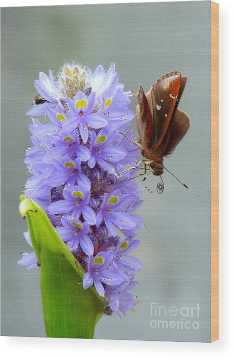 Butterfly Wood Print featuring the photograph Quilling Butterfly by Renee Trenholm