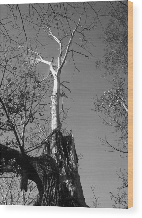 Tree Wood Print featuring the photograph Rejuvenation by Kathleen Grace