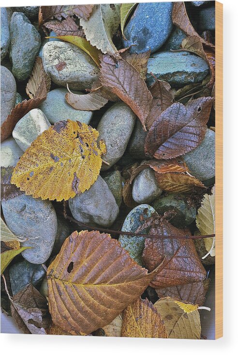 Leaves Wood Print featuring the photograph Rocks And Leaves by Bill Owen