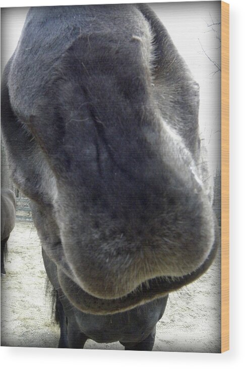 Friesians Wood Print featuring the photograph Sniff Sniff by Kim Galluzzo