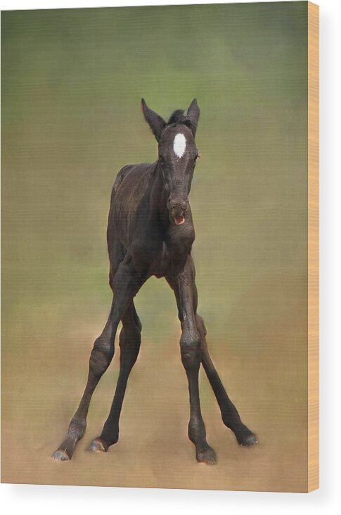 Animal Wood Print featuring the photograph Standing On All Fours by Davandra Cribbie