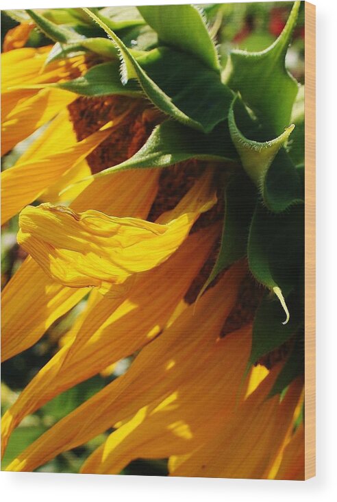 Flora Wood Print featuring the photograph Sunny Times by Bruce Bley