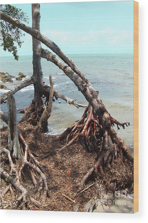Trees Wood Print featuring the photograph Tapacula en Color by Kathy McClure