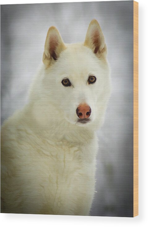 Husky Wood Print featuring the photograph The Stare by Joye Ardyn Durham