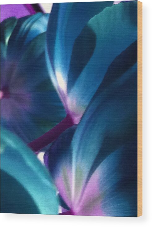 Blue Wood Print featuring the photograph Tulip Blues by Kathy Corday
