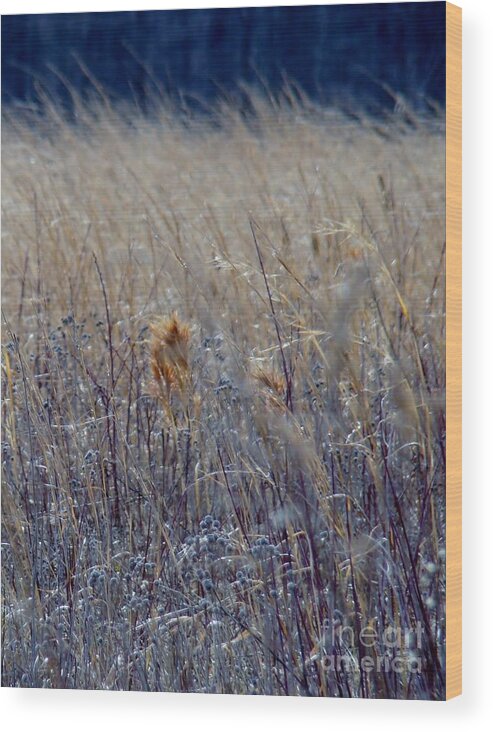 Fields Wood Print featuring the photograph Wheat by Art Dingo