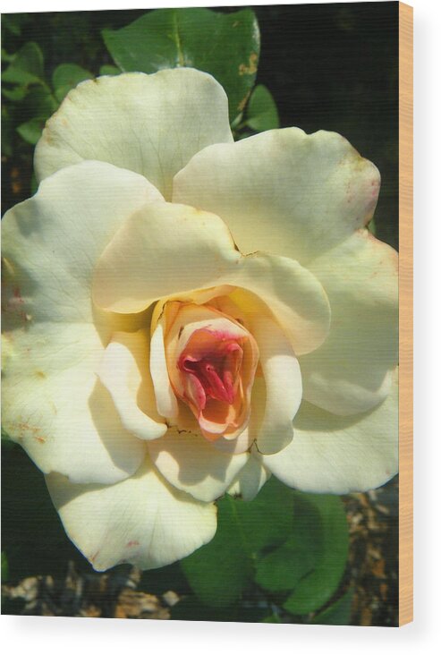 Landscapes Wood Print featuring the photograph Wonderland Rose by Mira Patterson