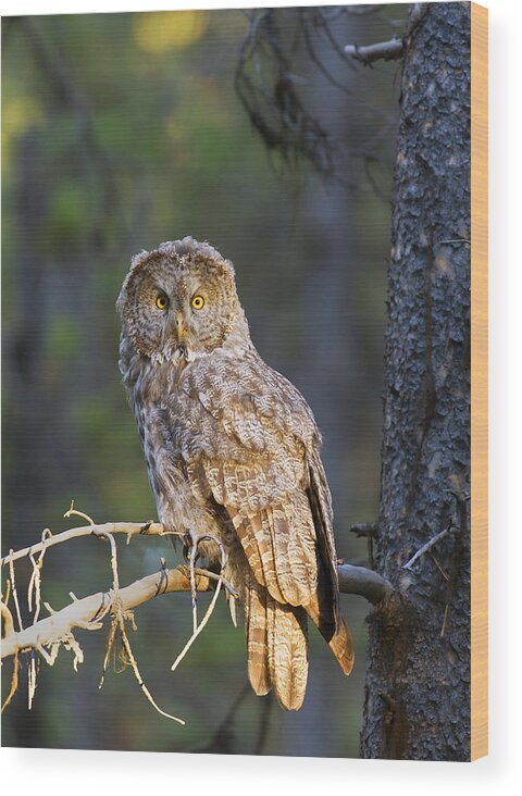  Yellowstone Wood Print featuring the photograph Great Grey Owl #1 by Gary Langley