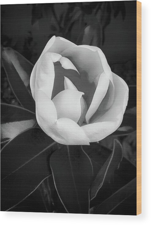 Flower Wood Print featuring the photograph Sweet Magnolia #1 by Joseph Hollingsworth