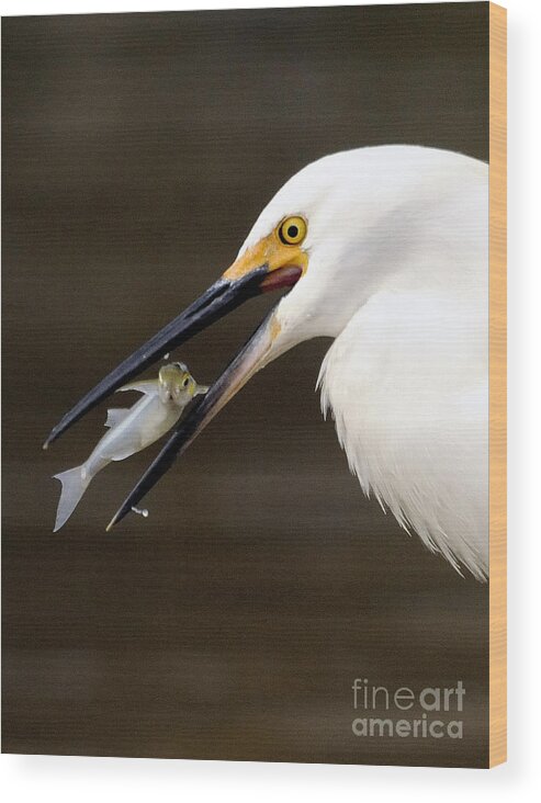 Egret Wood Print featuring the photograph Egret #3 by Marc Bittan