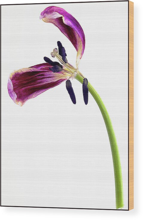 Wilting Wood Print featuring the photograph Wilting purple petaled tulip #3 by Anders Kustas