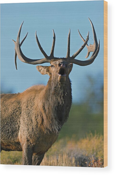 Bull Elk Wood Print featuring the photograph A Bull Elk bugling in the Rocky Mountains by Gary Langley