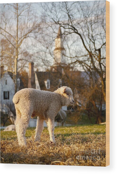 Colonial Williamsburg Wood Print featuring the photograph A Colonial Lamb in the Spring by Rachel Morrison