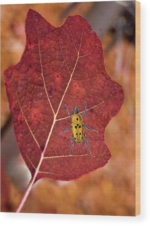Spot Wood Print featuring the photograph A Spot of Yellow on a Leaf by Douglas Barnett