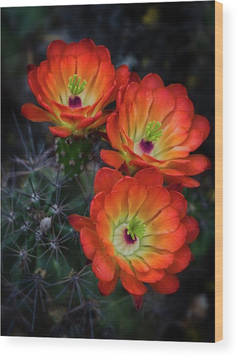Claret Cup Cactus Wood Print featuring the photograph Amazing Orange by Saija Lehtonen