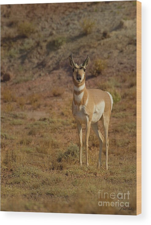 Antelope Wood Print featuring the photograph Antelope-Signed-#8283 by J L Woody Wooden