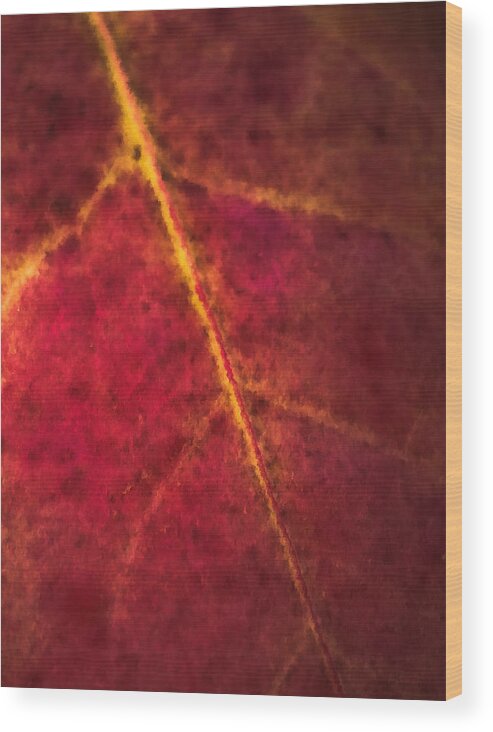 Autumn Wood Print featuring the photograph Autumn Leaf Abstract by Jim DeLillo