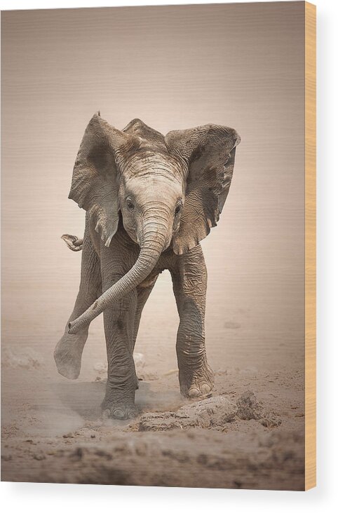 Elephant Wood Print featuring the photograph Baby Elephant mock charging by Johan Swanepoel